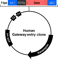 Map of human Gateway entry clone (F-type)
