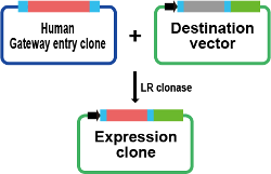 Human Gateway® entry clone,Destination vector,Expression clone