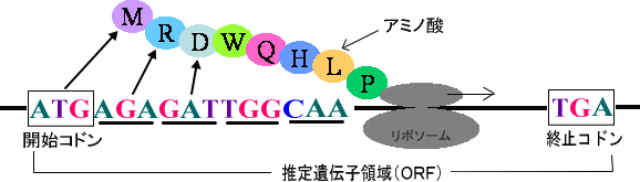 図３－１推定遺伝子領域の模式図