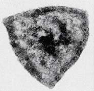 Haloarcula japonica 電子顕微鏡写真
