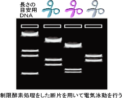 図２－６再構成されたゲノムの電気泳動による確認（複数の酵素（色違いのハサミで酵素の違いを表現）ごとに処理した断片と目安用DNAを電気泳動）