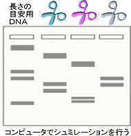 図２－７再構成されたDNAのコンピュータによる確認（複数の酵素（色違いのハサミで酵素の違いを表現）ごとにデータから切断断片の構成想定を行う）
