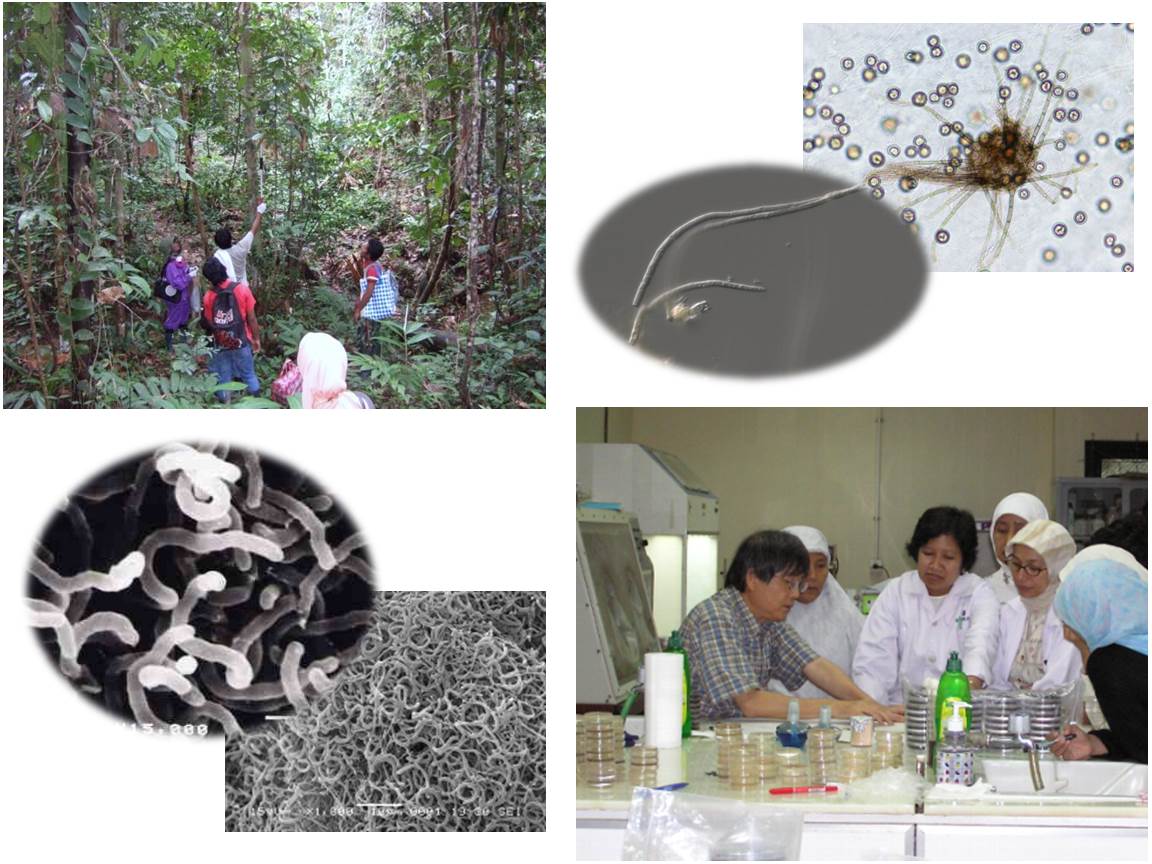 インドネシアでの探索、共同研究の様子と取得した菌株の電子顕微鏡写真