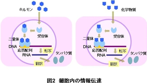図2 細胞内の情報伝達