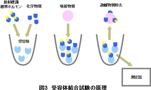 図3 受容体結合試験の原理