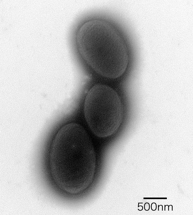 Acetobacter pasteurianus photo
