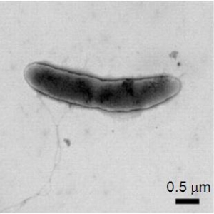 Oscillibacter valericigenes Sjm18-20T photo