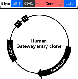 Map of human Gateway entry clone (N-type)