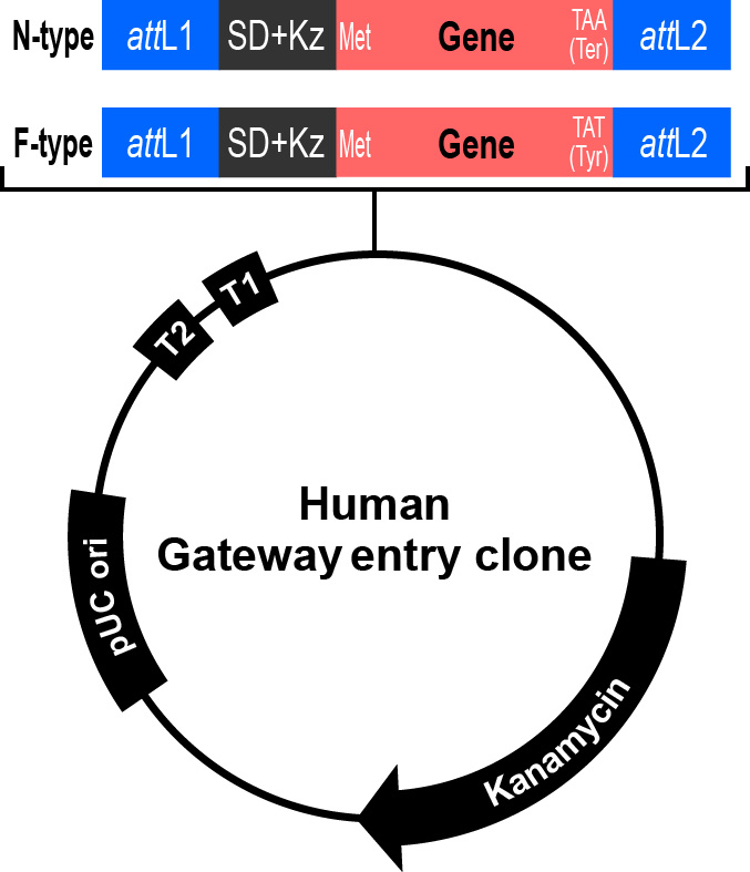 Human Gateway entry clone