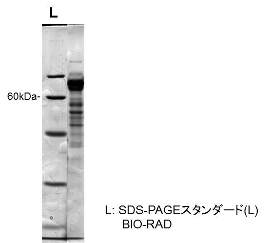 Humicola fuscoatra NBRC 9530