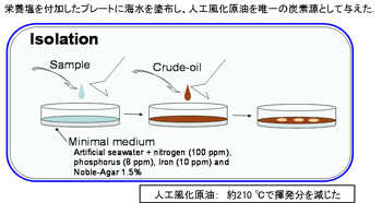 石油分解菌の検出とその多様性