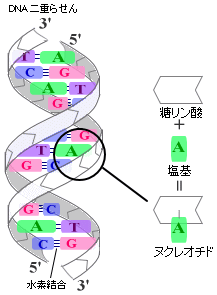 DNAの構造