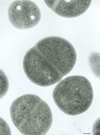 Staphylococcus haemolyticus JCSC1435 電子顕微鏡写真