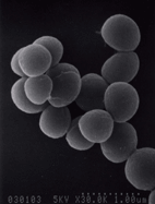 Staphylococcus aureus MW2 電子顕微鏡写真