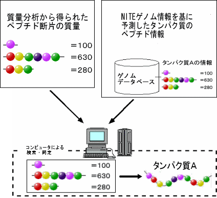 プロテオーム解析とは？ | バイオテクノロジー | 製品評価技術