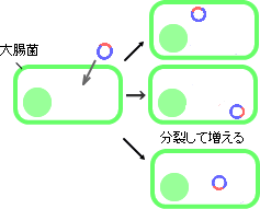 図１－３ショットガンクローンの増幅