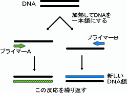 PCR法イメージ図