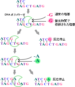 図２－２ＤＮＡを蛍光物質で標識する方法