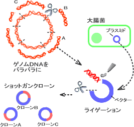 図１－２ＤＮＡ断片のライゲーション