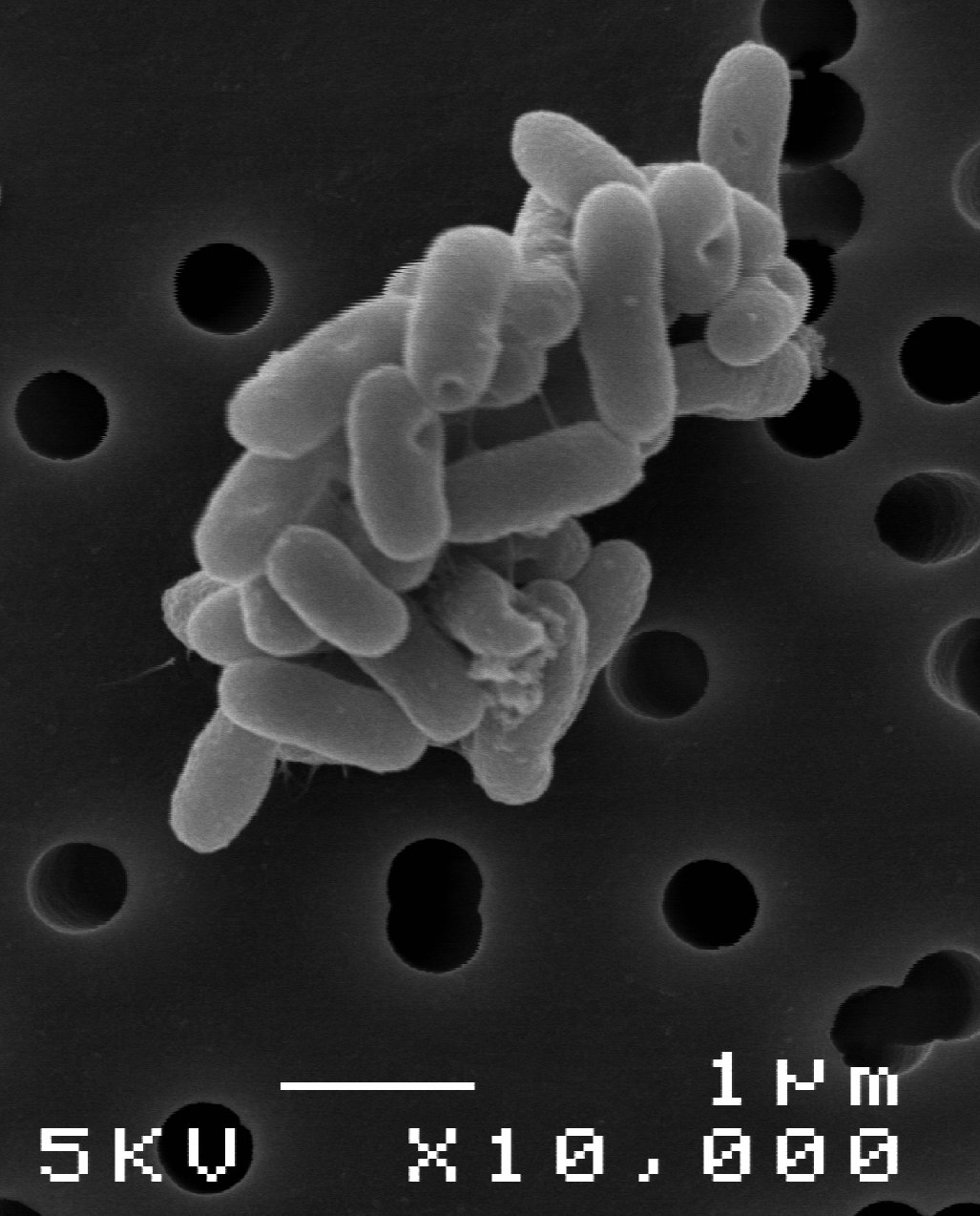 Sphingobium sp. SYK-6