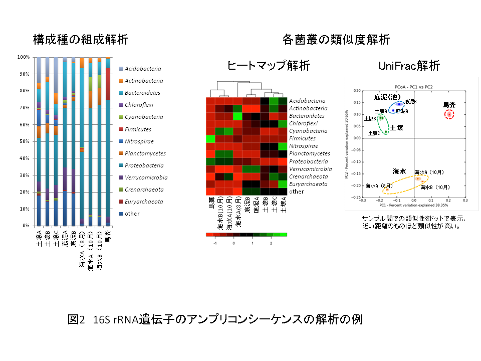 図２　16S rRNA遺伝子のアンプリコンシーケンス解析の例