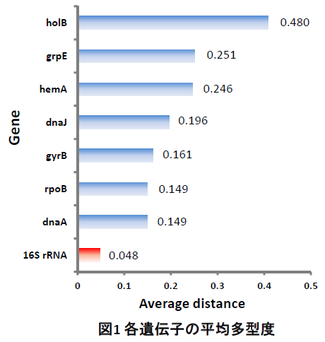 図1各遺伝子の平均多型度