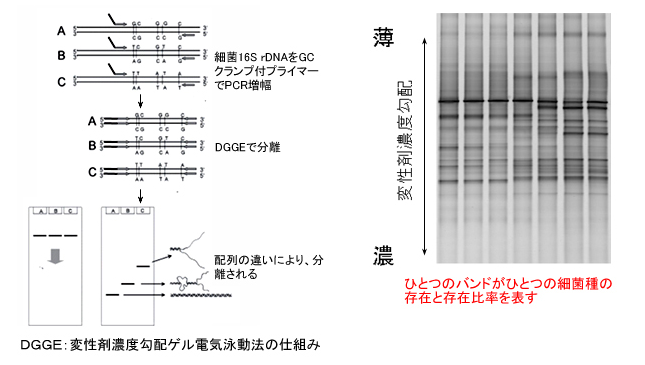 DGGE:変性剤濃度勾配ゲル電気泳動法の仕組み