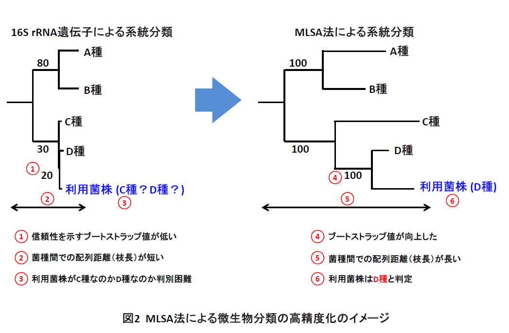 図2 NLSA法による微生物分類の高精度化のイメージ