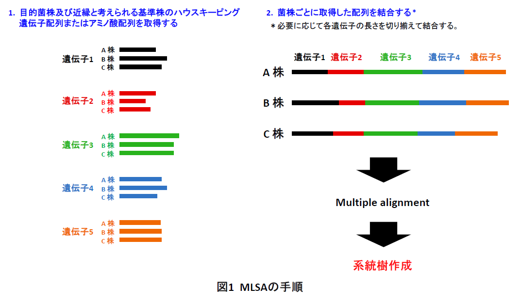 図1 MLSAの手順