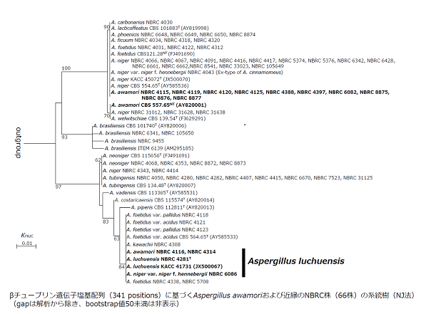 β-tubulin遺伝子塩基配列に基づくAspergillus awamori および近縁のNBRC株(66株)の系統樹(NJ法)