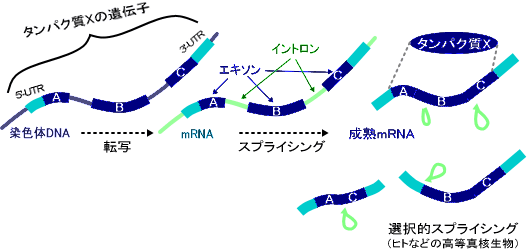 真核生物のDNA転写、スプライシング