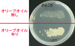 Malassezia furfurの培養条件比較