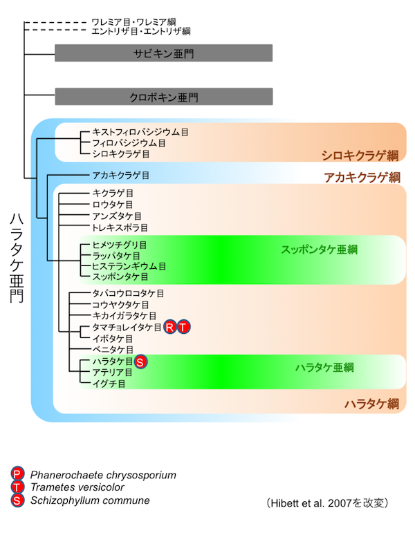 担子菌類(Basidiomycota)リスト