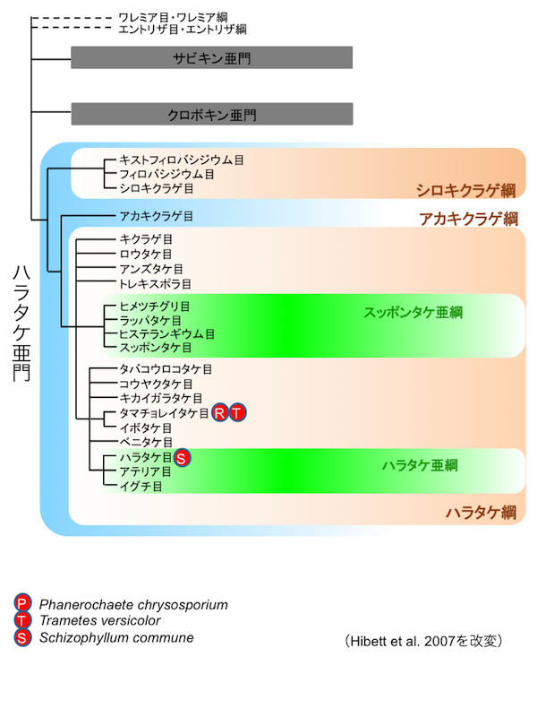 担子菌類(Basidiomycota)リスト