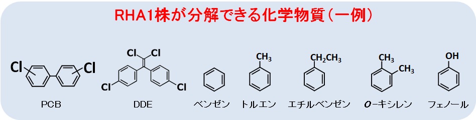 好気性トリクロロエチレン分解菌分解化学物質