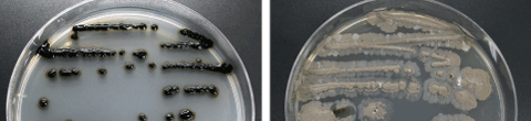 写真(左) Micromonospora chalcea NBRC 12032、写真(右) Streptomyces albulus NBRC 14147