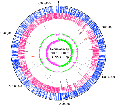 Alcanivorax sp. NBRC 101098ゲノムのサーキュラーマップ