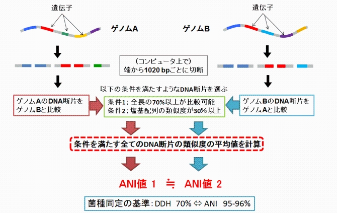 ANIの原理