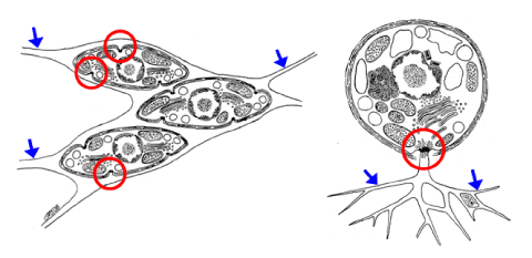 ラビリンチュラ類２科の細胞模式図