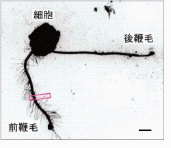 不等毛界に属する卵菌類Haliphthoros sp.の透過型電子顕微鏡ホールマウント像