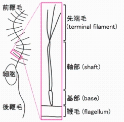 不等毛界に属する生物の遊泳細胞の模式図