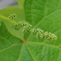 甲州の花穂の図