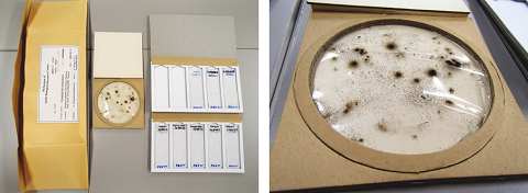 左：培養菌株の乾燥標本とプレパラートの標本、右：専用の段ボール紙製マッペ