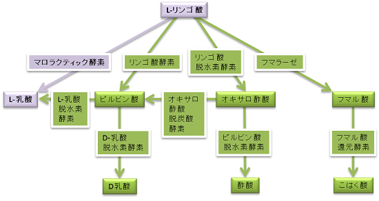 乳酸菌によるリンゴ酸の代謝経路の図