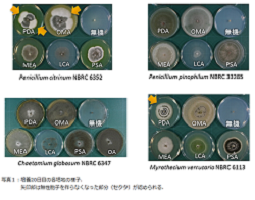 画像:かび抵抗性試験で指定される糸状菌株の胞子形成量