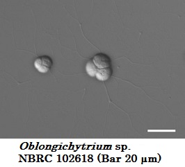 Oblongichytrium sp. NBRC 102618 (Bar 20 µm)
