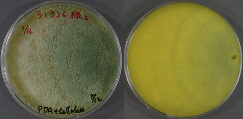 Trichoderma reesei NBRC 31326　PDAセルロース粉添加培地　培養12日目