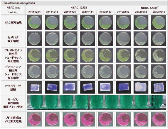 培地上での性状調査結果画像 Pseudomonas aeruginosa