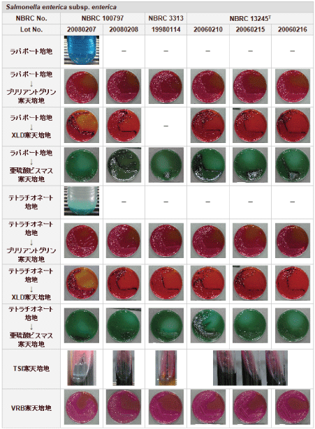 培地上での性状調査結果画像 Salmonella enterica