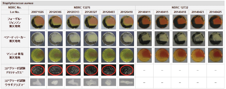 培地上での性状調査結果画像 Staphylococcus aureus